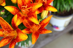 Buy Yourself Flowers